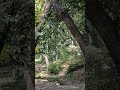 Beautiful Scenery | A Cat Hunting a Squirrel in Nature