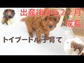 トイプードル 出産後子犬の成長と子育てしつけ【生後1週間】【生後2週間】【生後1ヶ月】【生後2ヶ月】