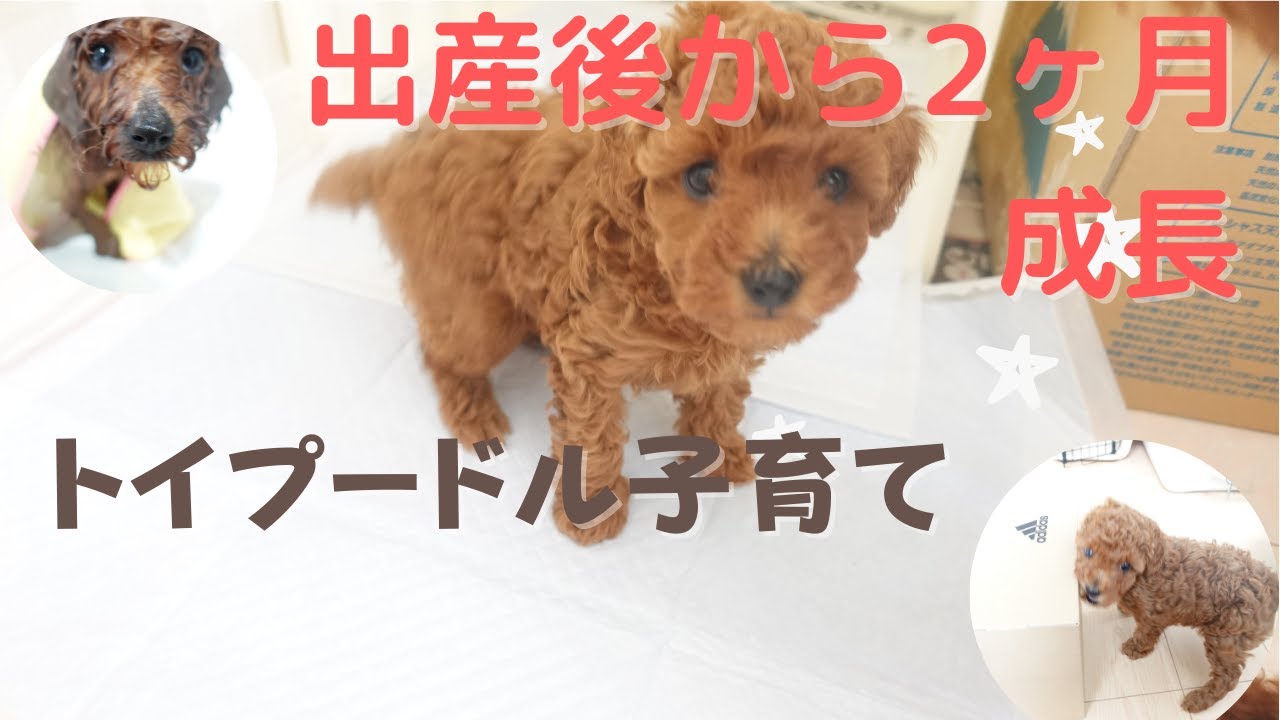 トイプードル 出産後子犬の成長と子育てしつけ【生後1週間】【生後2週間】【生後1ヶ月】【生後2ヶ月】 YouTube