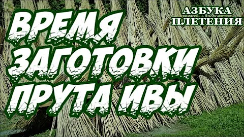 🌿 ВРЕМЯ ЗАГОТОВКИ ПРУТА ИВЫ 🍁/ ЛОЗА ➤ АЗБУКА ПЛЕТЕНИЯ ➤ ПЛЕТЕНИЯ из ЛОЗЫ / WICKERWORK