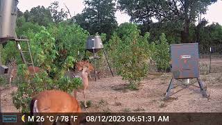 Trail Camera Whitetail Bucks in Velvet Episode 4