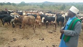 Download Lagu tazama ngombewaliochinjwa kwenyesikukuu katayakiva Handeni tanga MP3