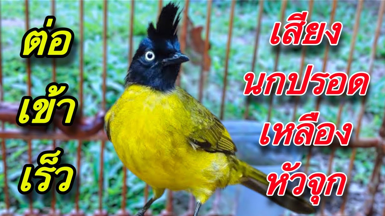 เสียงนกปรอดเหลืองหัวจุก นกหัวถ่าน burung cang jambul 1/2023 | birdwild chaiya