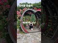 장미꽃한송이#남수란#장미꽃속에