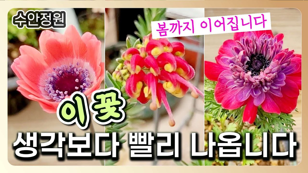 (0213)벌써 이렇게 피었어요! 봄까지 이어지는 야생화추천