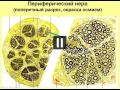 Нервная система-1. Видеолекция С.М.Зиматкина (11)