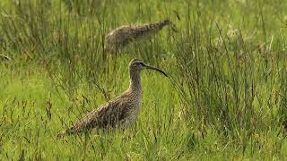 Whimbrel migrating in West Lancashire UK. 4K with natural sound.