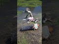 ADVANCED SURVIVAL SKILLS v96 #shorts