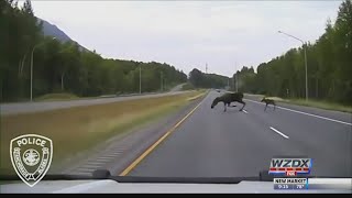 A close call for a moose and her baby