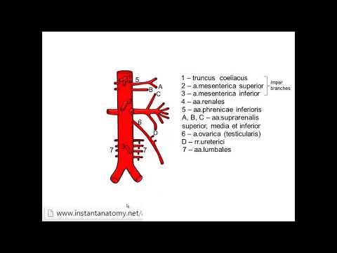 Aorta abdominalis