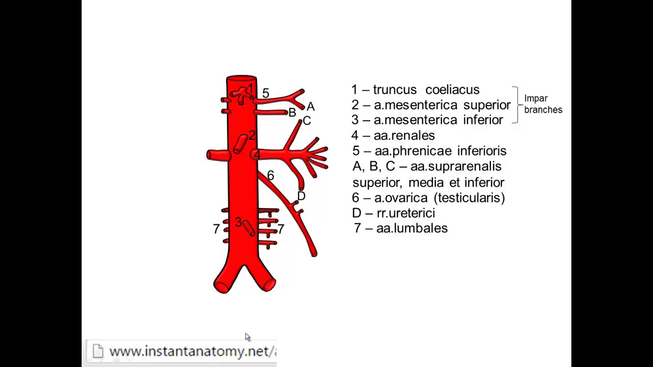 Aorta abdominalis