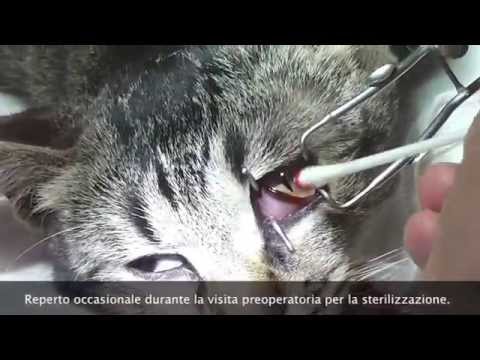 Video: Visualizzazione Della Terza Palpebra Del Gatto E Altre Lesioni Agli Occhi Di Gatto