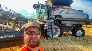 Harvesting wheat with a Brand New Gleaner Combine