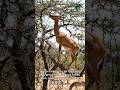 Gerenuk | The Graceful 'Giraffe Gazelle'of theSavanna 🦒#shark #animals #gerenuk #wildlife #nature