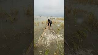 Big Catch in a Hidden Lake #fishing #fishspecies #fish