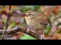 Wren Bird Singing a Beautiful Song - Birdsong and Sounds - Troglodyte Mignon