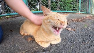 行方不明だった野良猫と半年ぶりに再会！