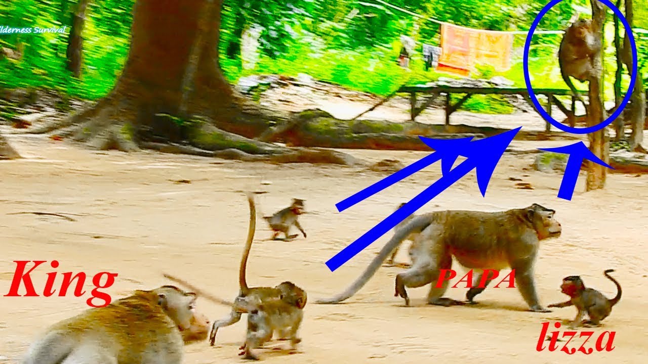 OMG Lizza Follow PAPA & New King To Attack Big Monkey, Lizza And Another Babies So Brave Enough