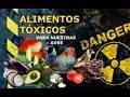 ALIMENTOS TÓXICOS PARA AVES