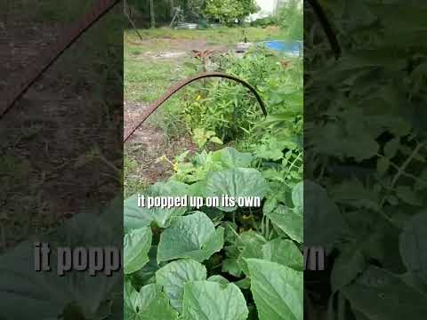 Video: Control de insectos Kudzu: deshacerse de los insectos Kudzu en el jardín