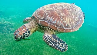 Great Barrier Reef Snorkel From Green Island