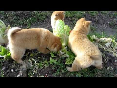 白菜を食べる子犬３兄妹