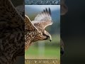 Wings ASMR Relaxing Falcon ASMR 🦅 | Ultra-Realistic Wing Flap Sounds (Headphones Recommended)