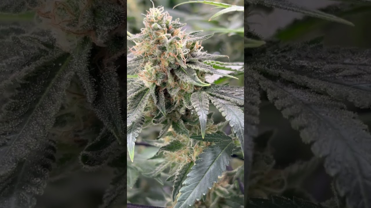 Tropicana Cherry f1 Growers Choice Seeds