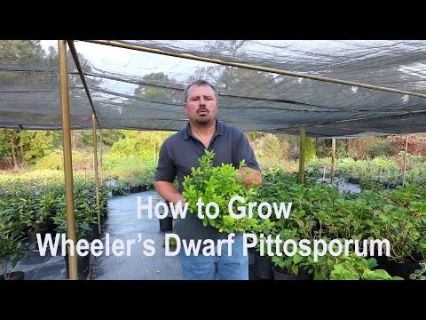 Video: Japansk Pittosporum Care - How To Grow Pittosporum buskar