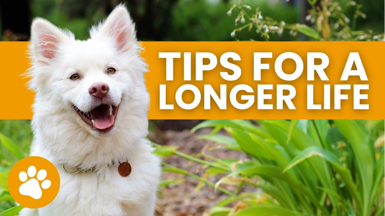 14 Tips To Make Your Dog Live Longer YouTube