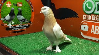 Güvercin Mezatı Oyun Kuşu Mezatı Ankara