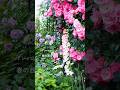 春の花壇 #ガーデニング #roses