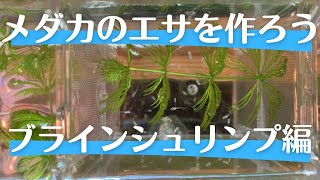 【メダカ稚魚】ブラインシュリンプを培養しよう【生き餌の作り方解説】
