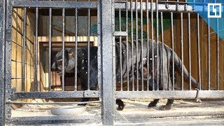Смерть в клетке Смерть в клетке
