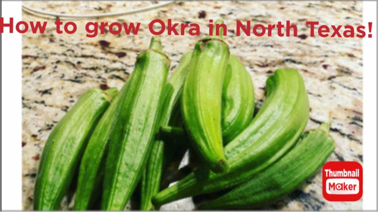 How to grow Okra in North Texas YouTube