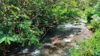 Relaxing River Sounds In Lush Green Forest For Deep Sleep, Melodious morning montain river Sounds