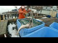 Delivering our Cod Haul - Pacific Cod Fishing in Alaska