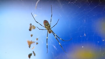 Georgia scientists trying to slow spread of Joro spiders