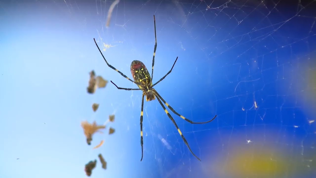 Georgia scientists trying to slow spread of Joro spiders