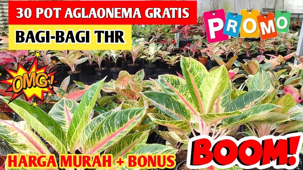 BAGI-BAGI THR‼️ Aglonema Murah + Bonus, Buruan Sebelum Kehabisan ~ 128