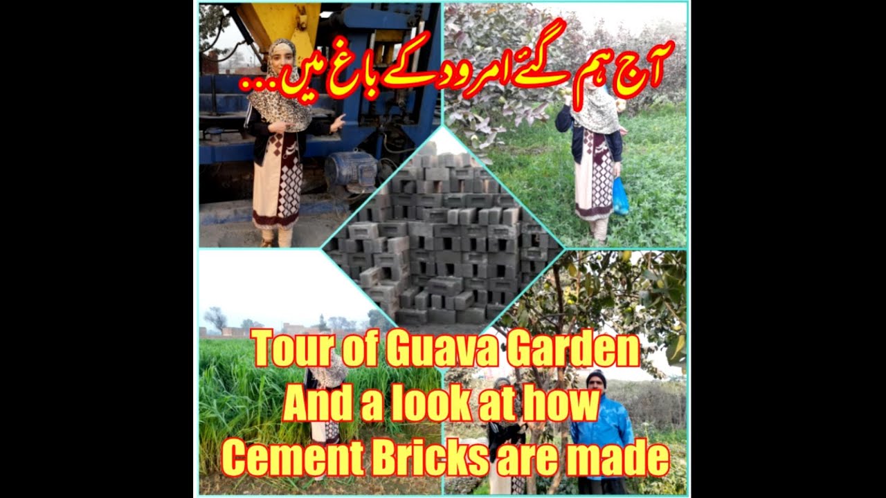 Daily Life in Lahore | Exploring Guava fruit growing and making Cement Bricks | Punjab to Niagara