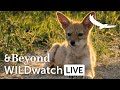 WILDwatch Live | Highlights and Stories | Baby Black-backed Jackal | South Africa