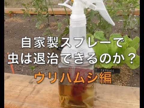 自家製スプレーで虫を退治できるのか ウリハムシ編 Homemade Organic Pesticide Youtube