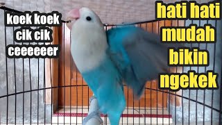 lOVEBIRD suara burung lovebird memanggil&amp;ngekek cepat membuat labet ngekek gacor