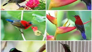 suara khusus pikat burung kolibri Ninja (konin) - terbaru suara pikat