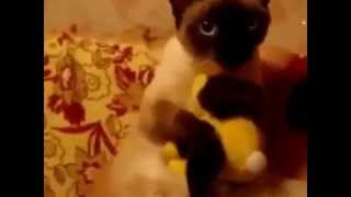 Приколы ! Обнимашки, целовашки Приколы ! Обнимашки, целовашки