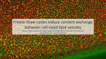 Video Abstract: Freeze-thaw cycles induce content exchange between cell-sized lipid vesicles