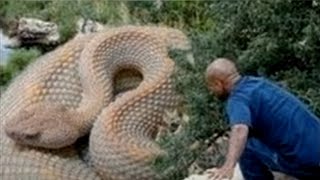 Las 5 Serpientes más GRANDES del mundo