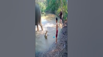 Elephant Saves Child from Crocodile #cctv #mysteryvideo