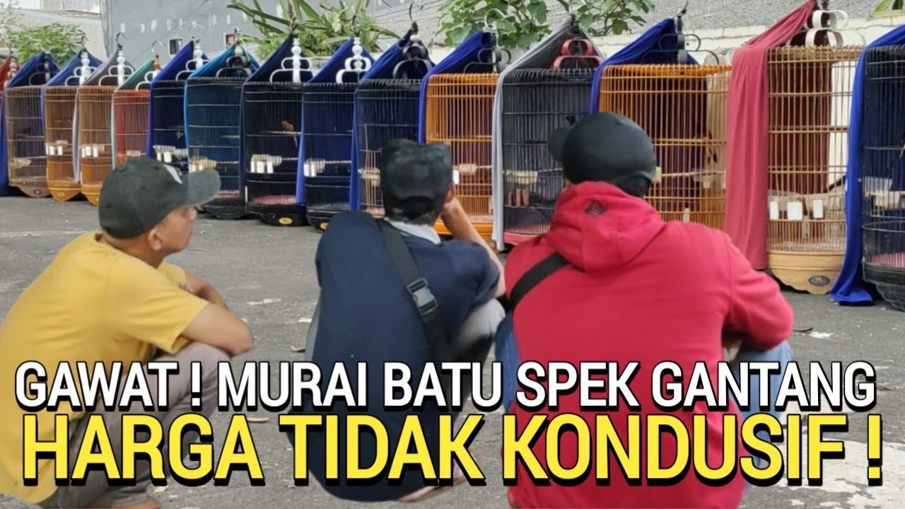 HARGA BARU ! MURAI BATU SPEK GANTANG KINI BIKIN KETAR-KETIR DI PASARAN